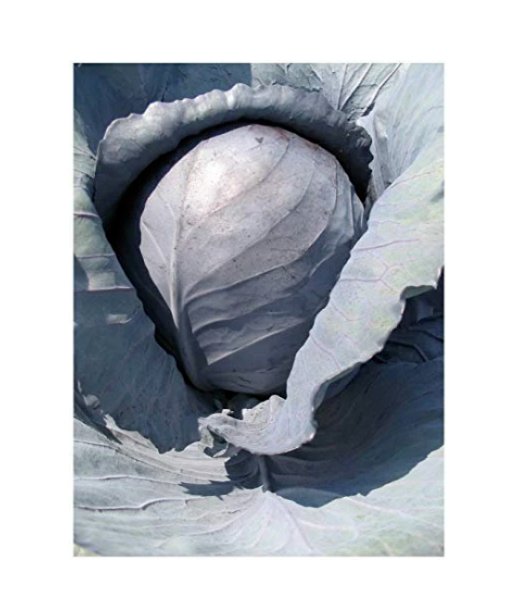 Super Seeds Cabbage Rococo Vegetable Garden 10 Pcs