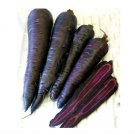 Super Seeds Carrot Purple Sun Vegetable Garden 80 Pcs