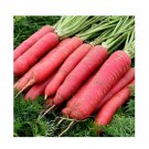 Super Seeds Carrot Red Sun Vegetable Garden 80 Pcs
