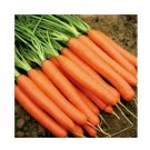 Super Seeds Carrot Sweet Candle Vegetable Garden 40 Pcs