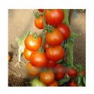 Super Seeds Tomato Akron Vegetable Garden 5 Pcs