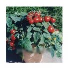 Super Seeds Tomato Balconi Red Vegetable Garden 10 Pcs