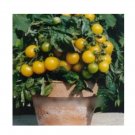 Super Seeds Tomato Balconi Yellow Vegetable Garden 10 Pcs