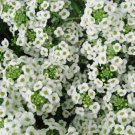 Super Seeds Alyssum Carpet of Snow Vegetable Garden 3000 Pcs