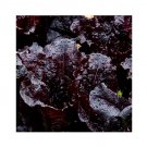 Super Seeds Lettuce Dark Roden Vegetable Garden 1000+ Pcs