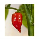 Super Seeds Hot chilli pepper habanero maya red organic Vegetable Garden 10+ Pcs