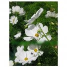 Super Seeds Cosmos Bipinnatus Purity Beautiful Flwoer 100+ Pcs