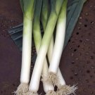 Super Seeds Leek Porbella Vegetable Garden 50 Pcs