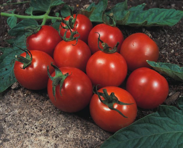 Super Seeds Tomato Alicante Vegetable Garden 50 Pcs
