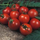 Super Seeds Tomato Alicante Vegetable Garden 50 Pcs