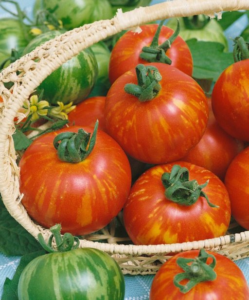 Super Seeds Tomato Tigerella Vegetable Garden 20+ Pcs