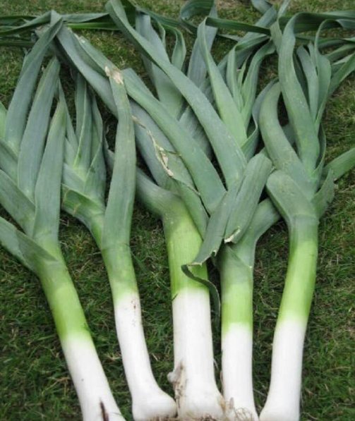Super Seeds Leek Giant Italian DInverno Vegetable 400 Pcs