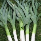 Super Seeds Leek Giant Italian DInverno Vegetable 400 Pcs