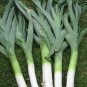 Super Seeds Leek Giant Italian DInverno Vegetable 400 Pcs