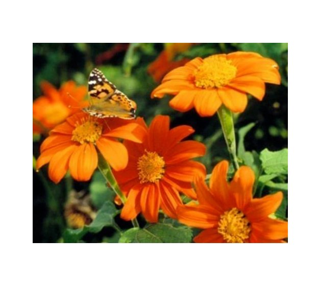 Super Seeds Tithonia goldfinger mexican sunflower Beautiful Flower 60 Pcs