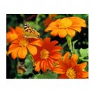 Super Seeds Tithonia goldfinger mexican sunflower Beautiful Flower 60 Pcs