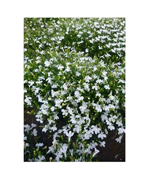 Super Seeds Lobelia cascade white Beautiful Flower 2000+ Pcs