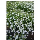 Super Seeds Lobelia cascade white Beautiful Flower 2000+ Pcs