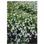Super Seeds Lobelia cascade white Beautiful Flower 2000+ Pcs