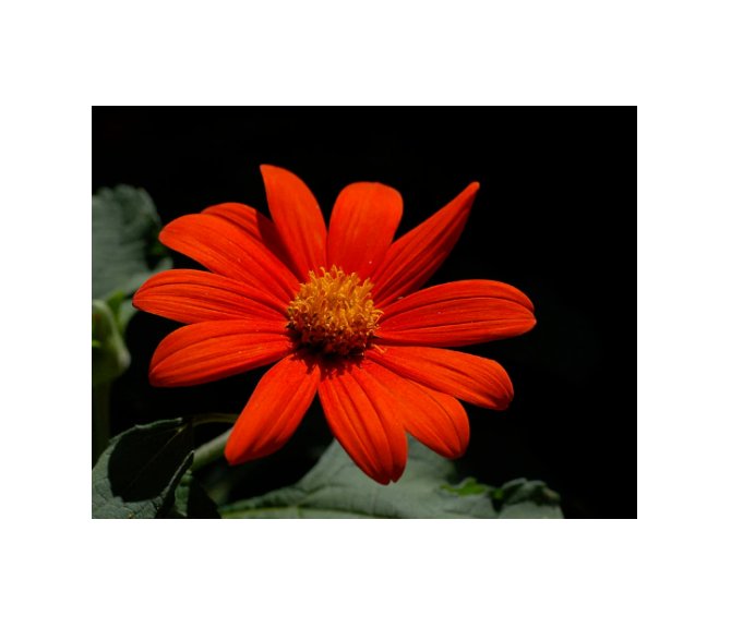 Super Seeds Tithonia torch mexican sunflower Beautiful Flower 40+ Pcs