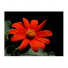 Super Seeds Tithonia torch mexican sunflower Beautiful Flower 40+ Pcs