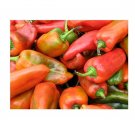 Super Seeds Sweet pepper aji dulce Vegetable Garden 10+ Pcs