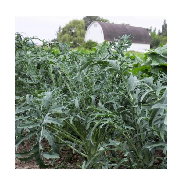 Super Seeds Kale borecole jagallo nero Vegetable Garden 100+ Pcs