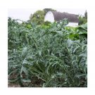 Super Seeds Kale borecole jagallo nero Vegetable Garden 100+ Pcs