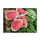 Super Seeds Water Melon Crimson Sweet Vegetable Garden 10+ Pcs