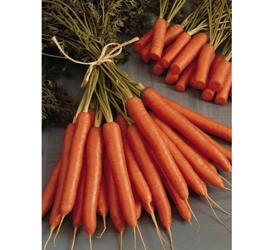 Super Seeds Carrot Amsterdam Forcing Early Vegetable Garden 2000 Pcs