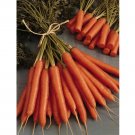 Super Seeds Carrot Amsterdam Forcing Early Vegetable Garden 2000 Pcs