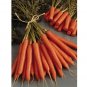 Super Seeds Carrot Amsterdam Forcing Early Vegetable Garden 2000 Pcs