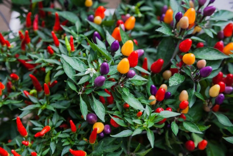 Super Seeds Dwarf Pepper Hot Roxi Vegetable Garden 10 Pcs