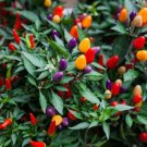 Super Seeds Dwarf Pepper Hot Roxi Vegetable Garden 10 Pcs