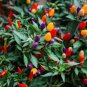 Super Seeds Dwarf Pepper Hot Roxi Vegetable Garden 10 Pcs