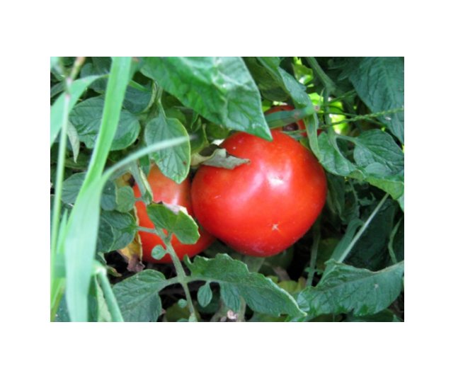 Super Seeds Tomato thessaloniki organic Vegetable Garden 6 Pcs