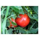 Super Seeds Tomato thessaloniki organic Vegetable Garden 6 Pcs