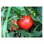 Super Seeds Tomato thessaloniki organic Vegetable Garden 6 Pcs