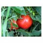 Super Seeds Tomato thessaloniki organic Vegetable Garden 6 Pcs