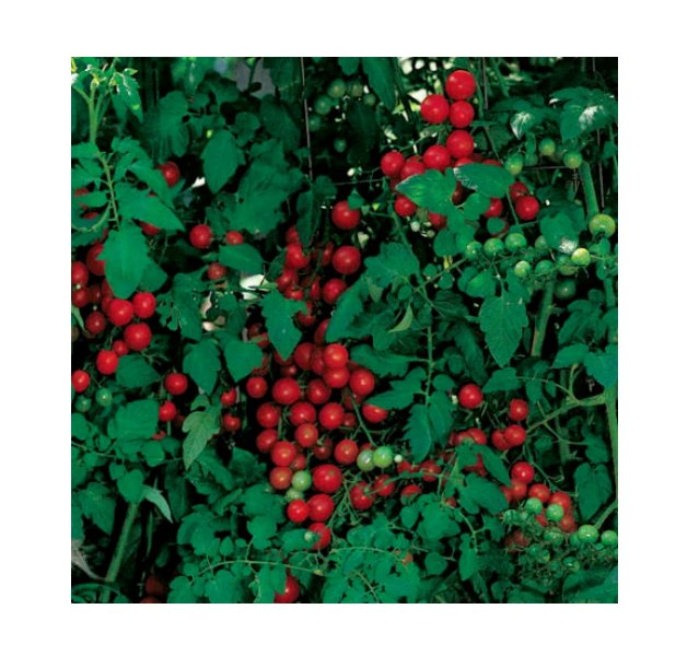 Super Seeds Tomato cherry sweetie Vegetable Garden 20 Pcs