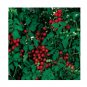 Super Seeds Tomato cherry sweetie Vegetable Garden 20 Pcs
