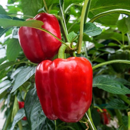 Super Seeds Sweet Pepper Red Robertina Vegetable Garden 30 Pcs
