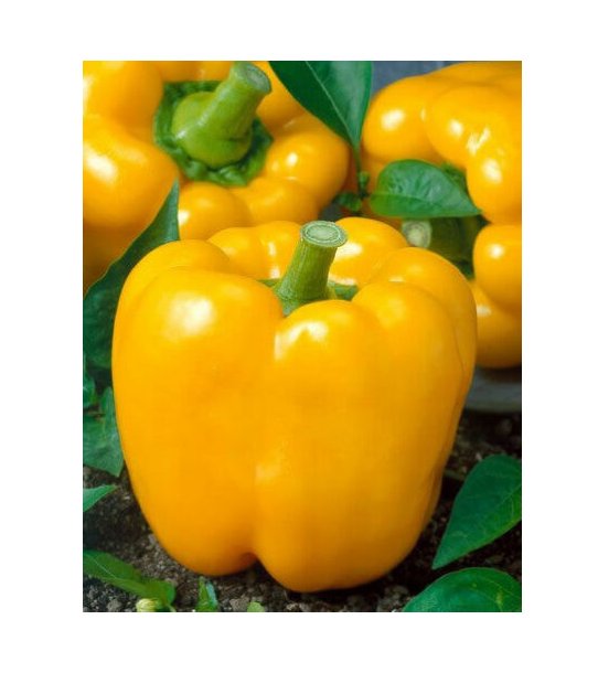 Super Seeds Sweet Pepper Yellow California Wonder Vegetable Garden 50 Pcs