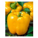 Super Seeds Sweet Pepper Yellow California Wonder Vegetable Garden 50 Pcs