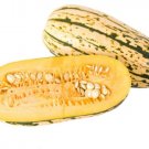 Super Seeds Delicata Squash Vegetable Garden 6 Pcs