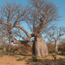 RCY Baobab Adansonia Digitata Tree 5 AU seeds