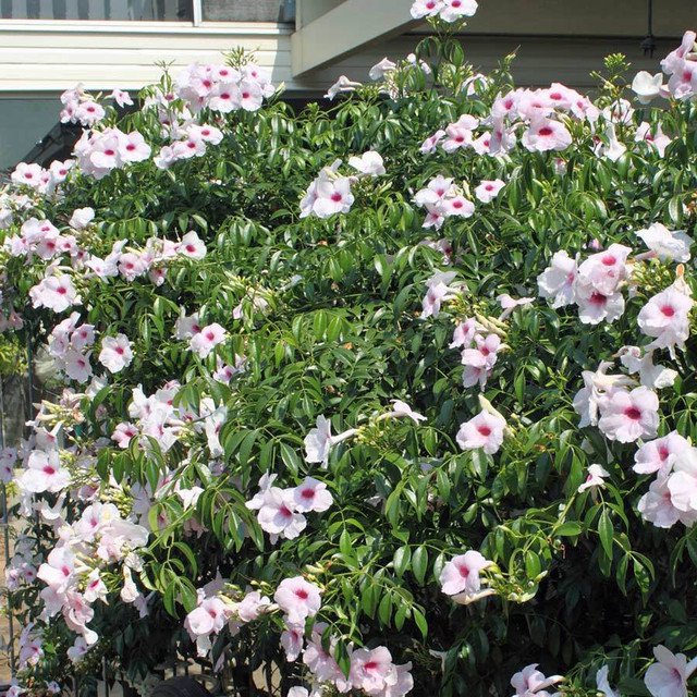 RCY Bower of beauty Pandorea Jasminoides 50 AU Seeds Fresh
