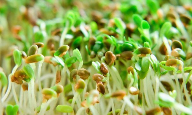 RCY 200 AU Seeds Alfalfa Medicago sativa