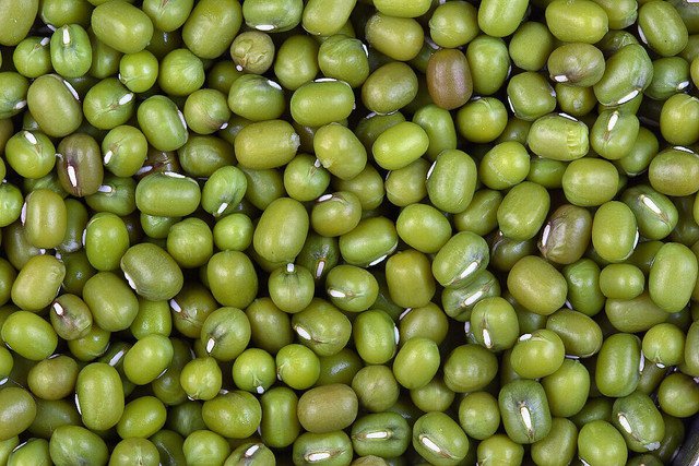 RCY 20 AU seeds Mung Bean vigna radiata