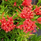 RCY 5 AU Seeds Fan Grevillea ramosissima
